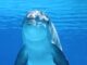 dolphin marine mammals water sea 64219.jpegautocompresscstinysrgbdpr2h650w940dldosya