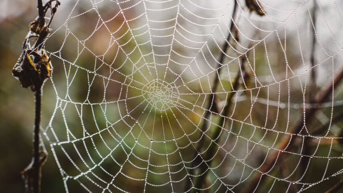 Makrofotografie: So gelingen scharfe Nahaufnahmen