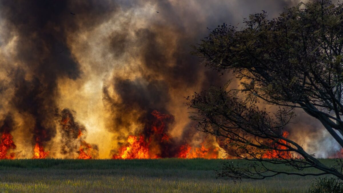 Waldbrandgefahr im Sommer: Ursachen & Verhalten