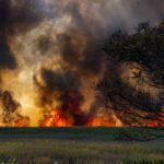 Waldbrandgefahr im Sommer: Ursachen & Verhalten