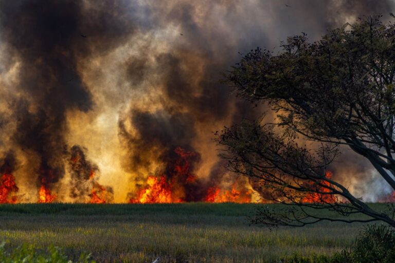 Waldbrandgefahr im Sommer: Ursachen & Verhalten